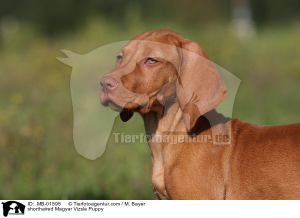 shorthaired Magyar Vizsla Puppy / MB-01595