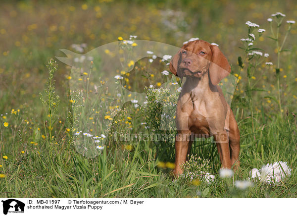 Kurzhaarvizsla Welpe / shorthaired Magyar Vizsla Puppy / MB-01597