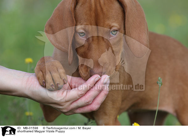 shorthaired Magyar Vizsla Puppy / MB-01598