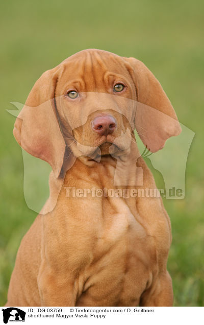 shorthaired Magyar Vizsla Puppy / DG-03759