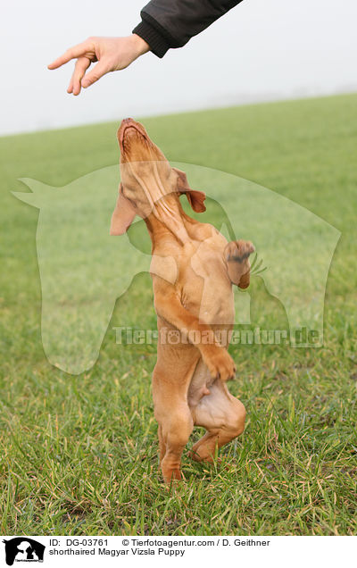 Kurzhaarvizsla Welpe / shorthaired Magyar Vizsla Puppy / DG-03761