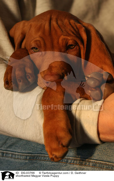 shorthaired Magyar Vizsla Puppy / DG-03766