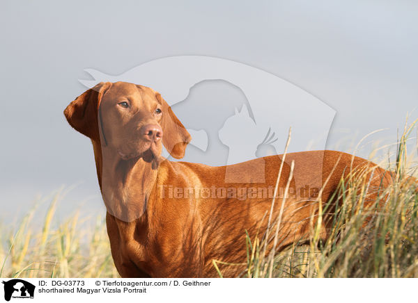 shorthaired Magyar Vizsla Portrait / DG-03773