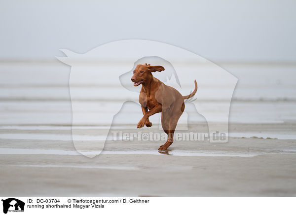 rennender Kurzhaarvizsla / running shorthaired Magyar Vizsla / DG-03784