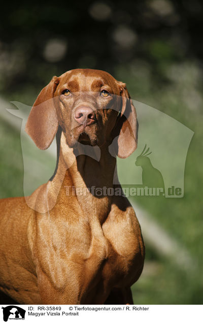 Magyar Vizsla Portrait / RR-35849