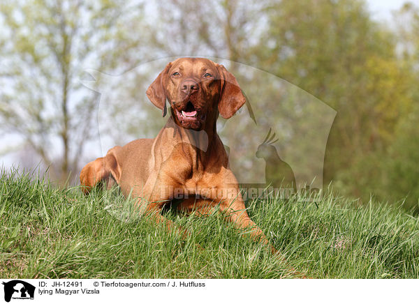 liegender Magyar Vizsla / lying Magyar Vizsla / JH-12491