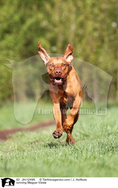 running Magyar Vizsla / JH-12496