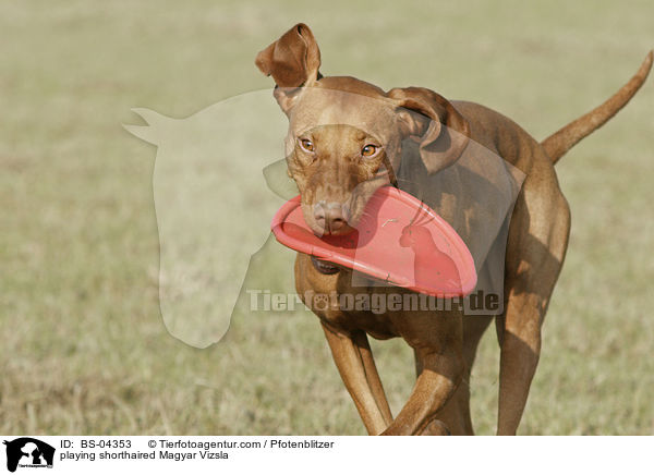 playing shorthaired Magyar Vizsla / BS-04353