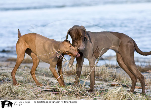 2 dogs / BS-04358