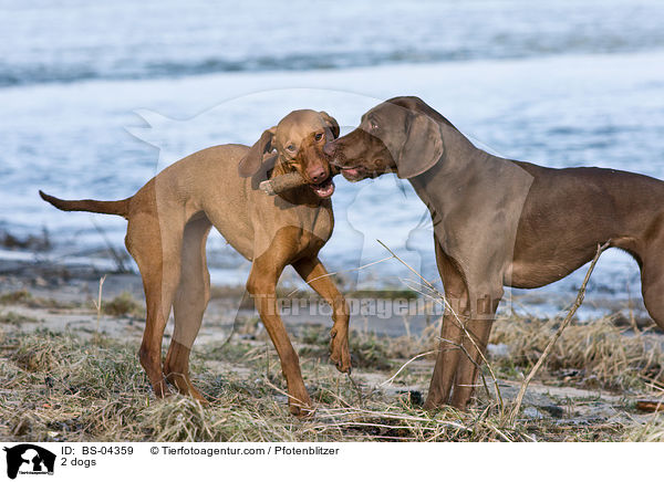 2 dogs / BS-04359