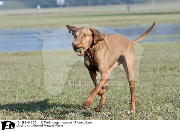 playing shorthaired Magyar Vizsla / BS-04369
