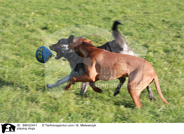playing dogs / BM-02441