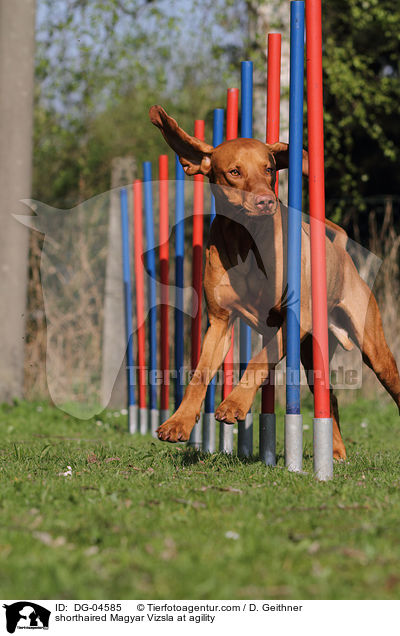 Kurzhaarvizsla beim Agility / shorthaired Magyar Vizsla at agility / DG-04585