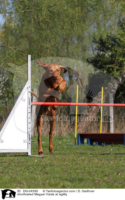 shorthaired Magyar Vizsla at agility / DG-04590