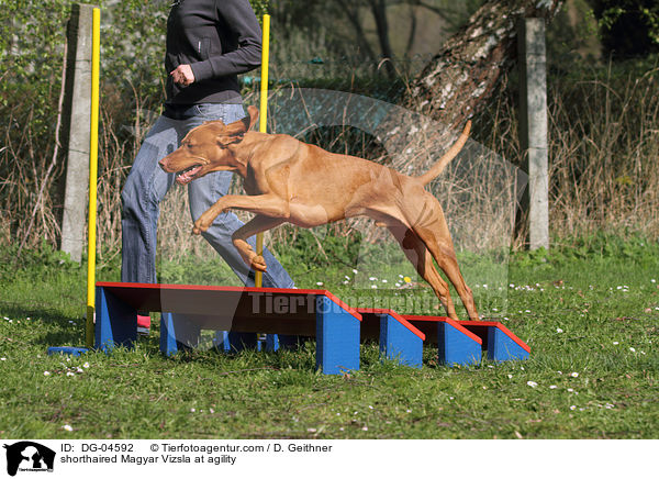 shorthaired Magyar Vizsla at agility / DG-04592