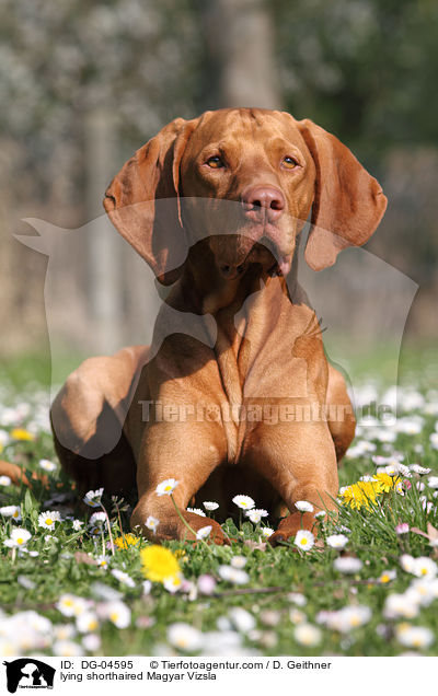liegender Kurzhaarvizsla / lying shorthaired Magyar Vizsla / DG-04595