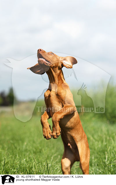 junger Kurzhaarvizsla / young shorthaired Magyar Vizsla / KL-07611