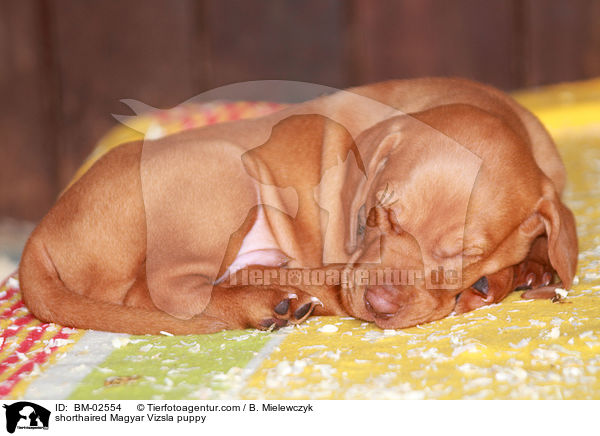 Kurzhaarvizsla Welpe / shorthaired Magyar Vizsla puppy / BM-02554