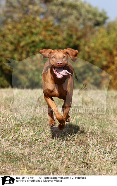 rennender Kurzhaarvizsla / running shorthaired Magyar Vizsla / JH-13751