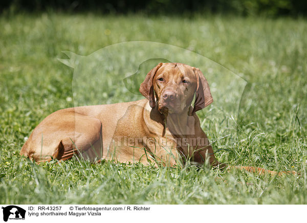 liegender Magyar Vizsla Rvidszr / lying shorthaired Magyar Vizsla / RR-43257
