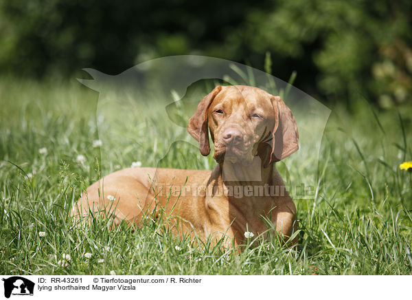 liegender Magyar Vizsla Rvidszr / lying shorthaired Magyar Vizsla / RR-43261