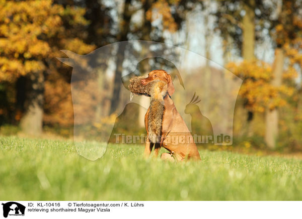 retrieving shorthaired Magyar Vizsla / KL-10416