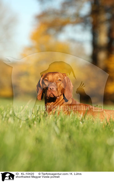 shorthaired Magyar Vizsla portrait / KL-10420