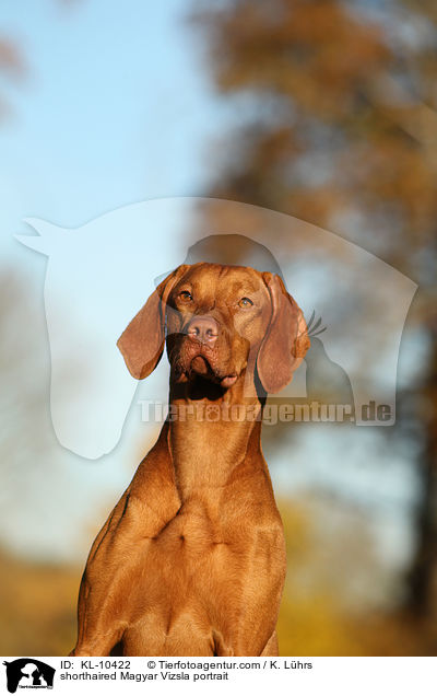shorthaired Magyar Vizsla portrait / KL-10422