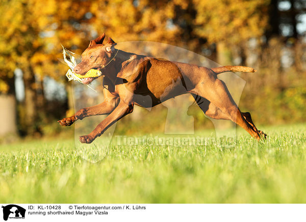 running shorthaired Magyar Vizsla / KL-10428