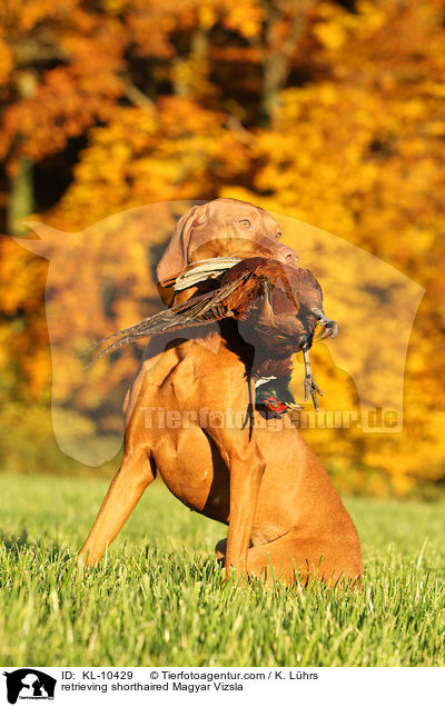 retrieving shorthaired Magyar Vizsla / KL-10429