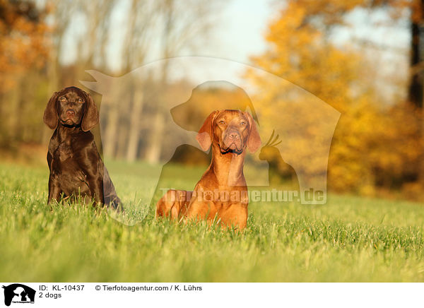 2 dogs / KL-10437