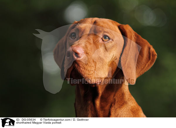 Kurzhaarvizsla Portrait / shorthaired Magyar Vizsla portrait / DG-05634