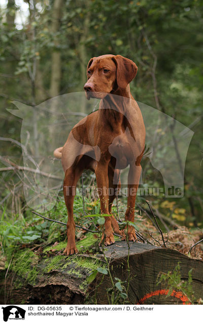 Kurzhaarvizsla / shorthaired Magyar Vizsla / DG-05635