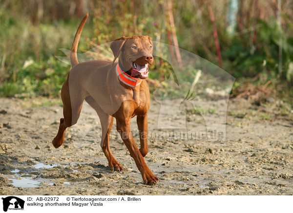 laufender Kurzhaarvizsla / walking shorthaired Magyar Vizsla / AB-02972