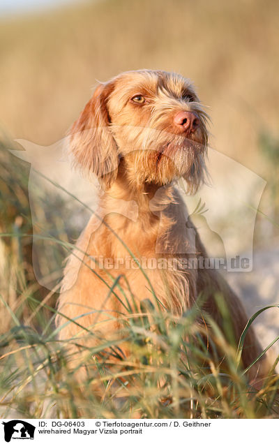 wirehaired Magyar Vizsla portrait / DG-06403