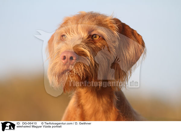 wirehaired Magyar Vizsla portrait / DG-06410