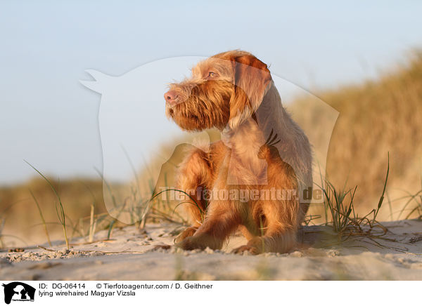 lying wirehaired Magyar Vizsla / DG-06414