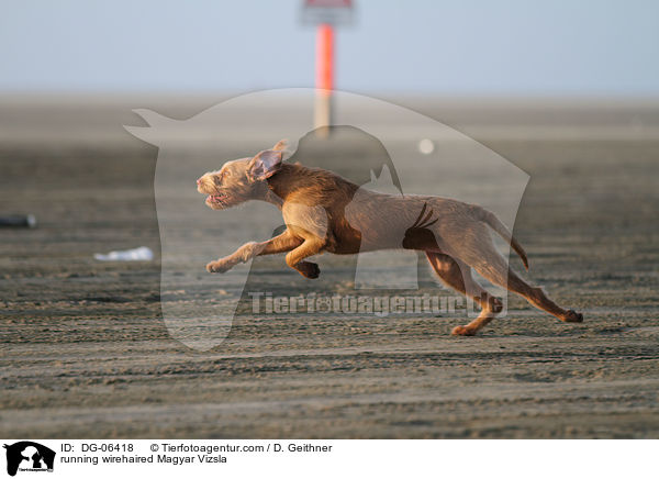 running wirehaired Magyar Vizsla / DG-06418