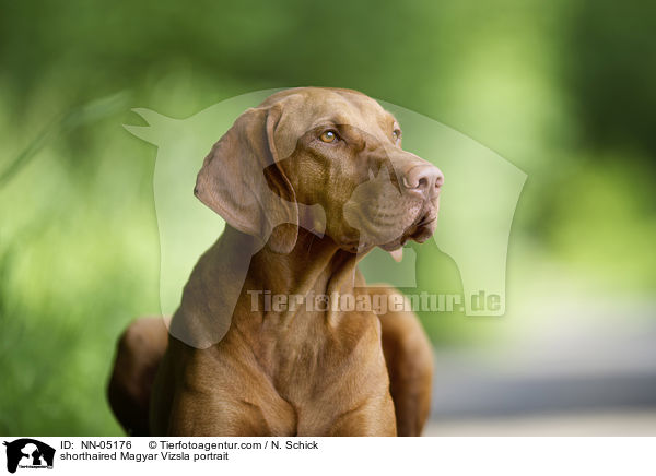 Kurzhaarvizsla Portrait / shorthaired Magyar Vizsla portrait / NN-05176