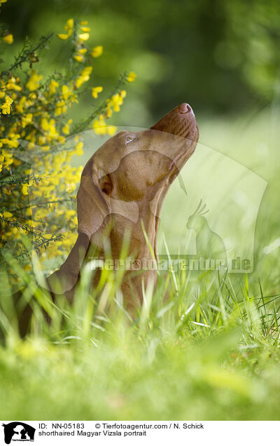 shorthaired Magyar Vizsla portrait / NN-05183