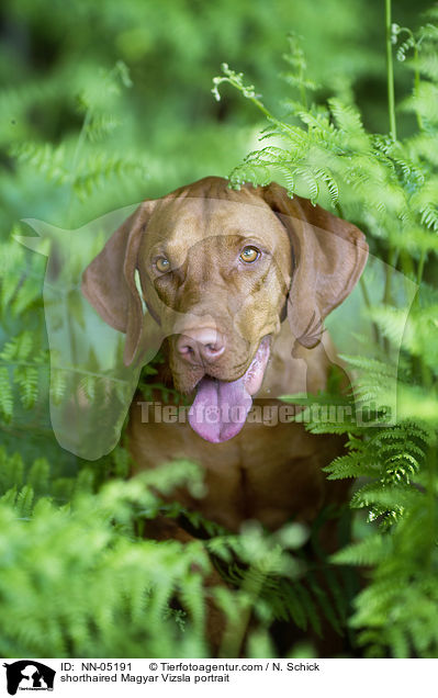 shorthaired Magyar Vizsla portrait / NN-05191