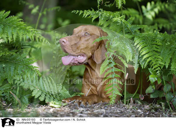 shorthaired Magyar Vizsla / NN-05193