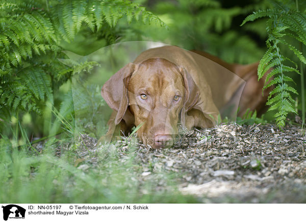 liegender Kurzhaarvizsla / shorthaired Magyar Vizsla / NN-05197