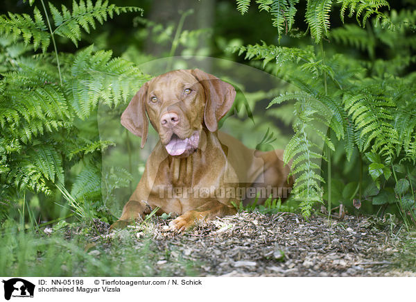 shorthaired Magyar Vizsla / NN-05198