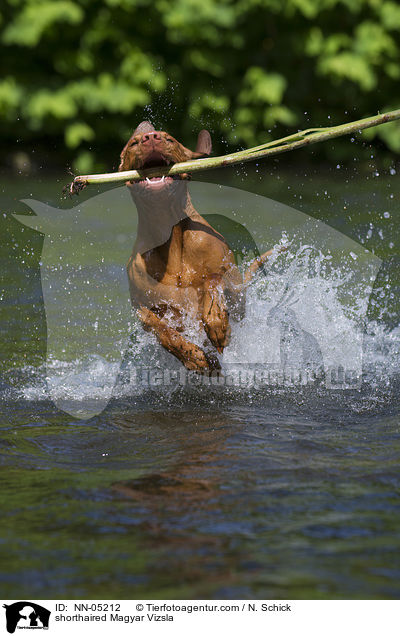 shorthaired Magyar Vizsla / NN-05212