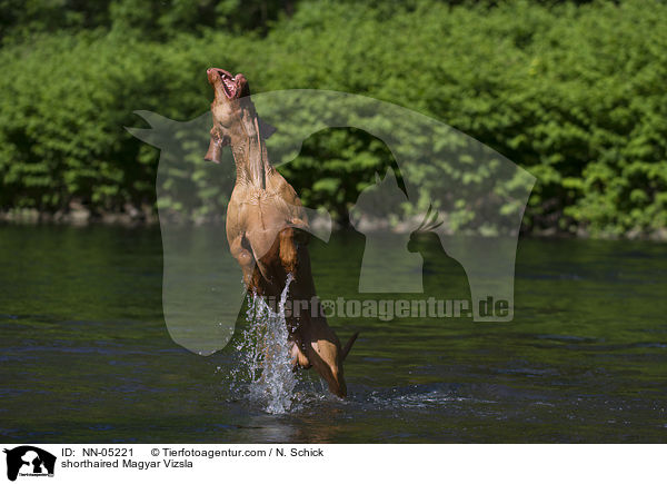 shorthaired Magyar Vizsla / NN-05221
