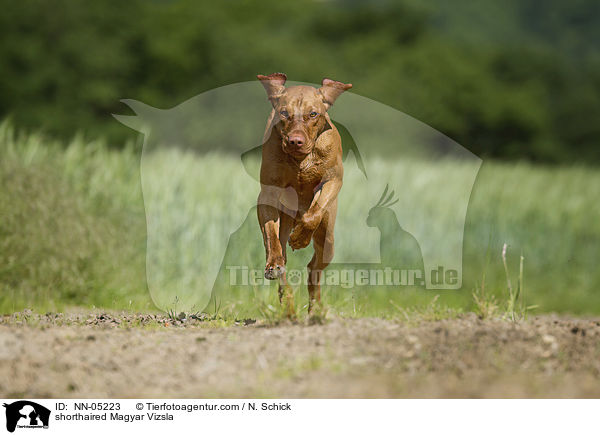 rennender Kurzhaarvizsla / shorthaired Magyar Vizsla / NN-05223