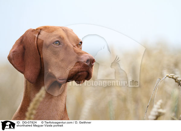 Kurzhaarvizsla Portrait / shorthaired Magyar Vizsla portrait / DG-07824