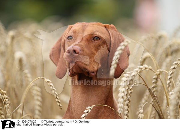 Kurzhaarvizsla Portrait / shorthaired Magyar Vizsla portrait / DG-07825