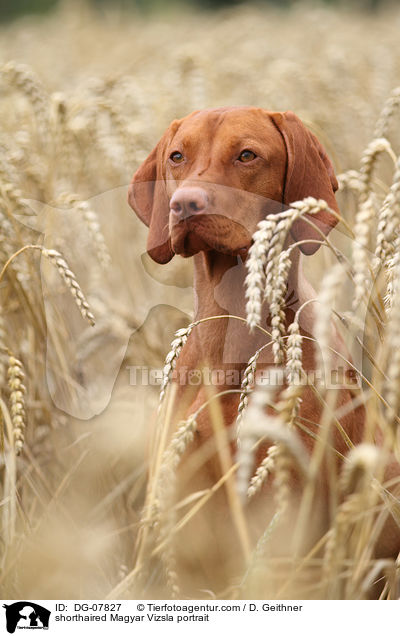 Kurzhaarvizsla Portrait / shorthaired Magyar Vizsla portrait / DG-07827